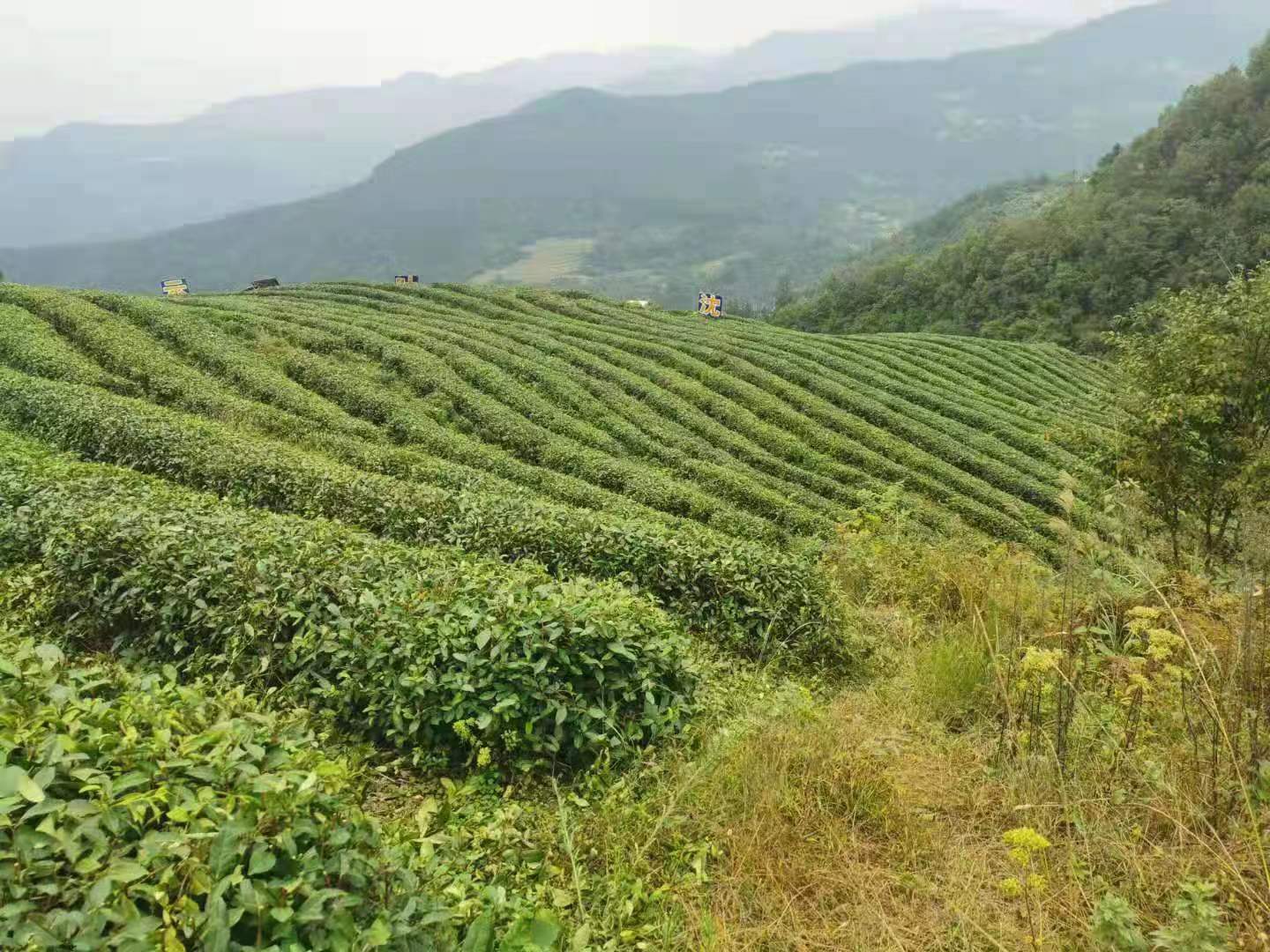 远水解了近渴：突发的强降雨，解决艾草小镇的旱情 第1张