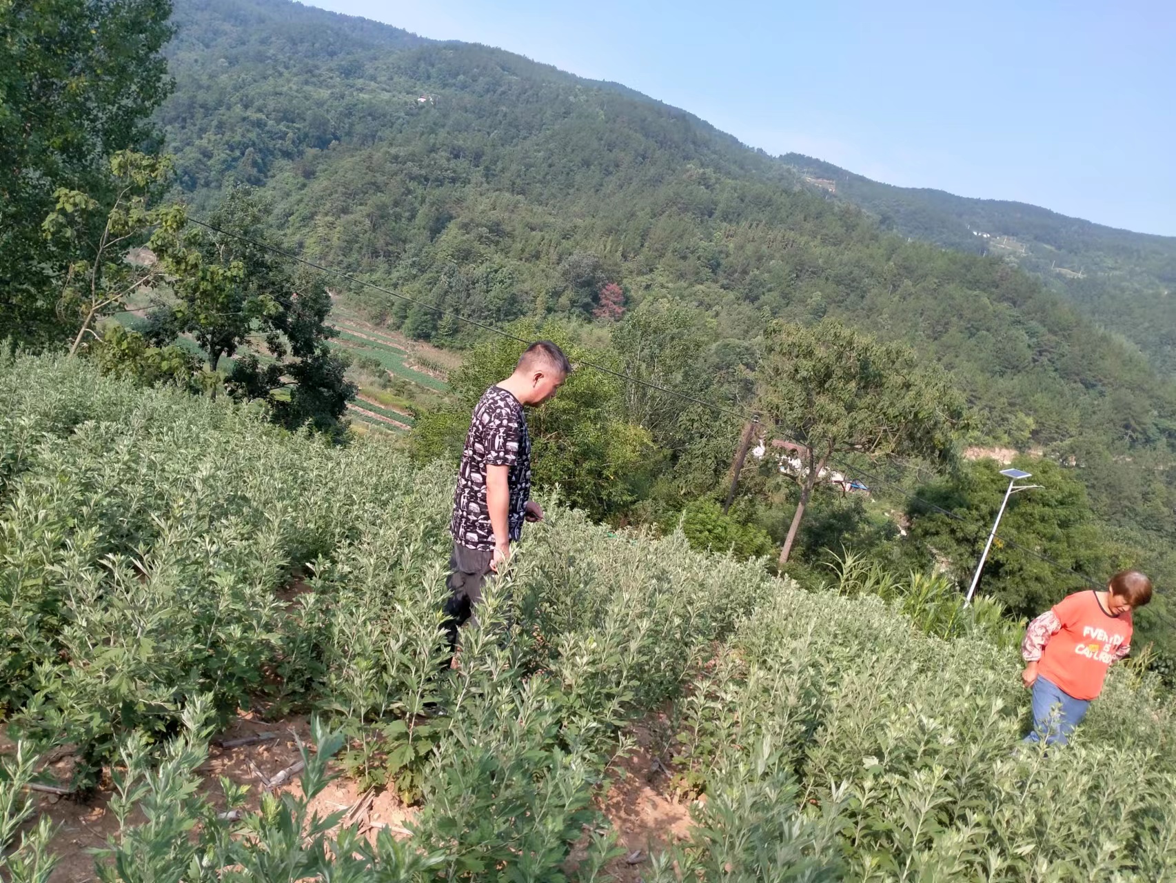 远水解了近渴：突发的强降雨，解决艾草小镇的旱情 第3张