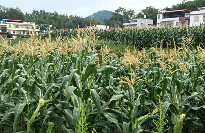 不能让希望真的停留在“田野”上，乡土之痛，农村的出路何在？ 第3张