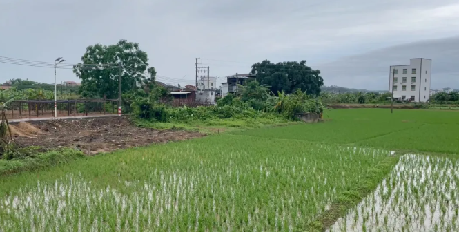 不能让希望真的停留在“田野”上，乡土之痛，农村的出路何在？ 第5张