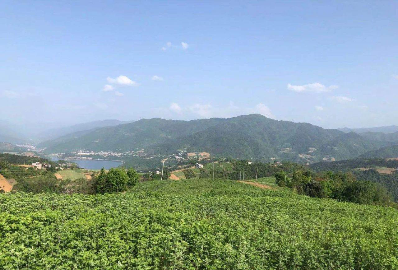 风吹艾浪飘药香：艾草小镇欢迎您